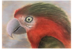 1B-Besuch-im-NHM_Tierstudien-Pastell_cm18