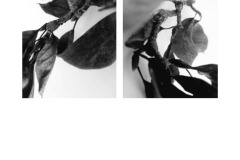 4A-AA02-Magnolie-Fotografie-cm