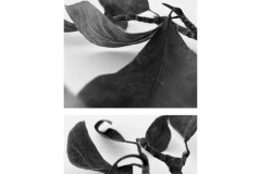 4A-AA02-Magnolie-Fotografie-cm10