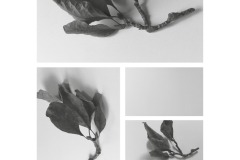4A-AA02-Magnolie-Fotografie-cm17