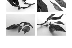 4A-AA02-Magnolie-Fotografie-cm18