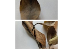 4A-AA02-Magnolie-Fotografie-cm19