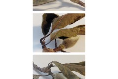 4A-AA02-Magnolie-Fotografie-cm21