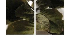 4A-AA02-Magnolie-Fotografie-cm3
