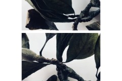 4A-AA02-Magnolie-Fotografie-cm5