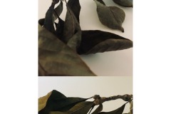 4A-AA02-Magnolie-Fotografie-cm6