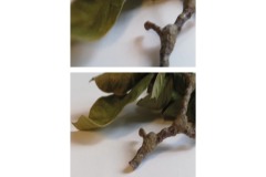 4A-AA02-Magnolie-Fotografie-cm8