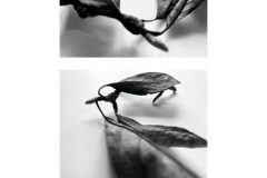 4A-AA02-Magnolie-Fotografie-cm9