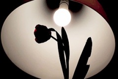 Be-Gegenlicht-2