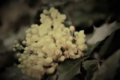 Blumen.Waldegg.Nr02