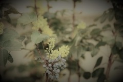 Blumen.Waldegg.Nr03