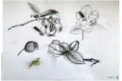 1_HP-6B-Auswahl-Naturstudium-Stillleben-20200416-cm