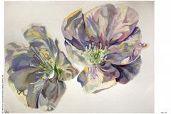 1_HP-6B-Auswahl-Naturstudium-Stillleben-20200416-cm10