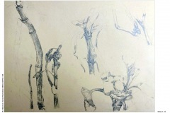 1_HP-6B-Auswahl-Naturstudium-Stillleben-20200416-cm15