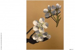 1_HP-6B-Auswahl-Naturstudium-Stillleben-20200416-cm16