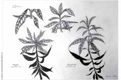 1_HP-6B-Auswahl-Naturstudium-Stillleben-20200416-cm26