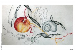 HP-6B-Auswahl-Naturstudium-Stillleben-20200416-cm25